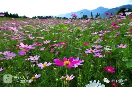 波斯菊种子的种植方法