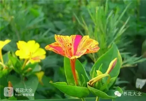 波斯菊种子的种植方法