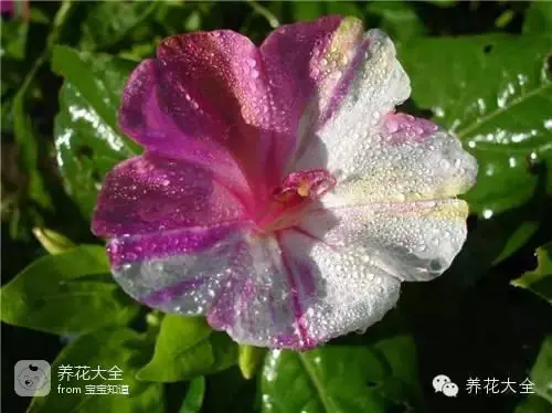 波斯菊种子的种植方法