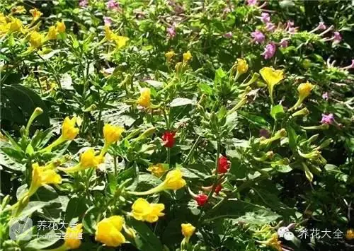 波斯菊种子的种植方法