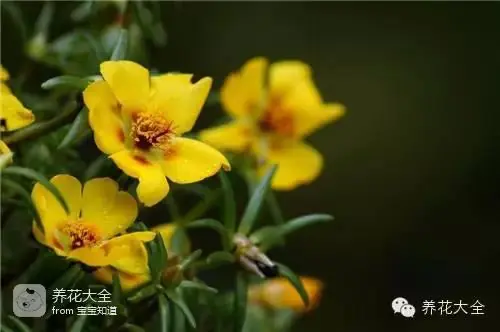 波斯菊种子的种植方法