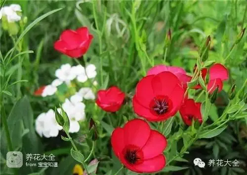 波斯菊种子的种植方法