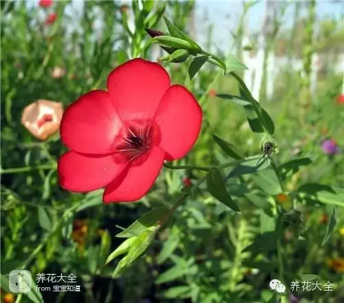 波斯菊种子的种植方法