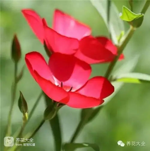 波斯菊种子的种植方法