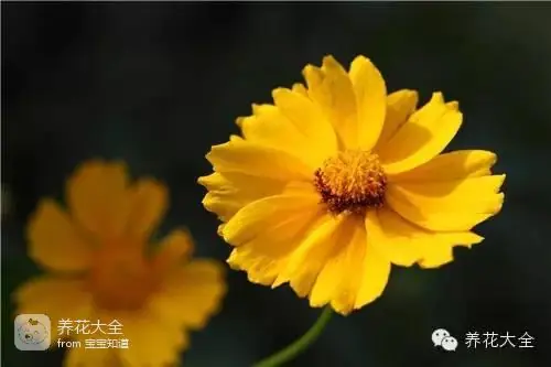 波斯菊种子的种植方法