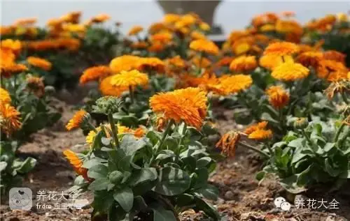 波斯菊种子的种植方法