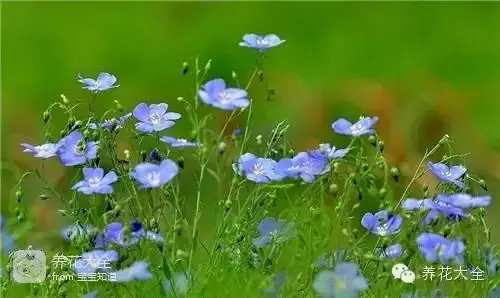 波斯菊种子的种植方法