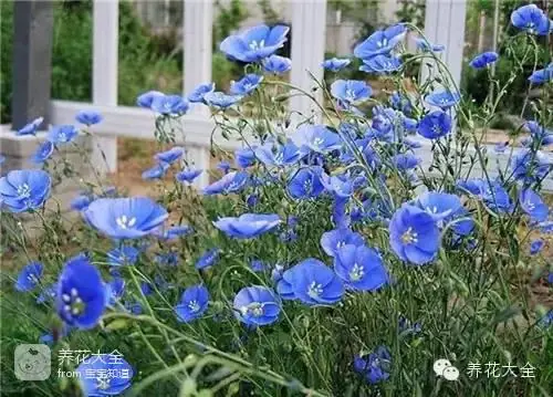 波斯菊种子的种植方法