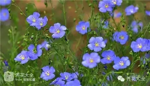 波斯菊种子的种植方法
