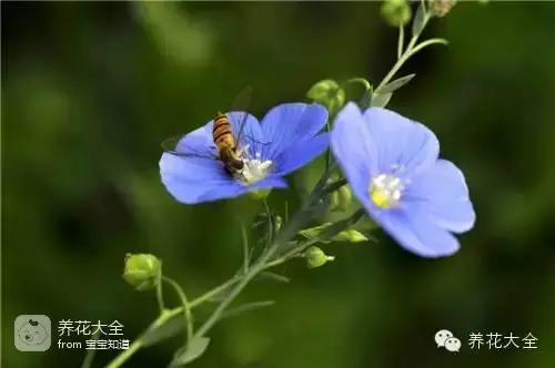 波斯菊种子的种植方法