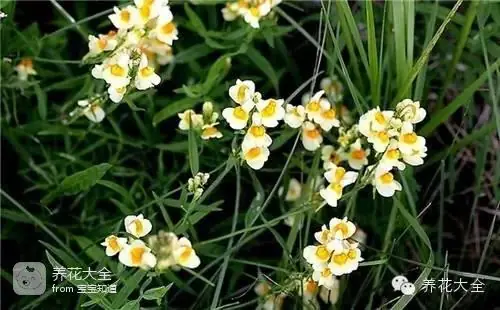 波斯菊种子的种植方法