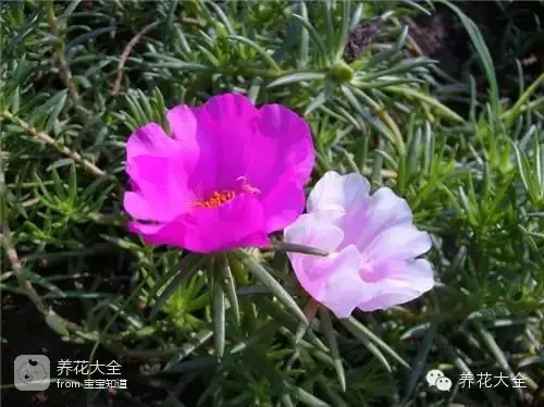 波斯菊种子的种植方法