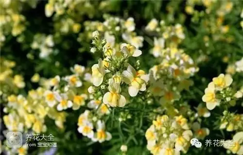 波斯菊种子的种植方法