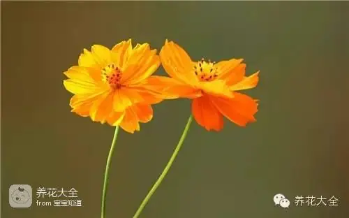 波斯菊种子的种植方法