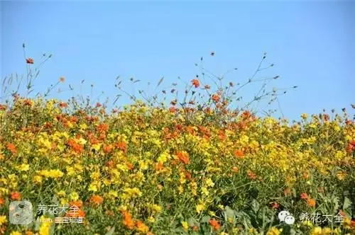 波斯菊种子的种植方法