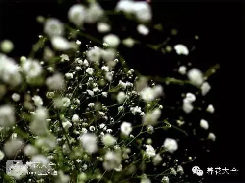 波斯菊种子的种植方法