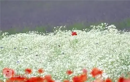 波斯菊种子的种植方法