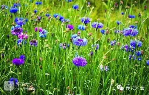 波斯菊种子的种植方法