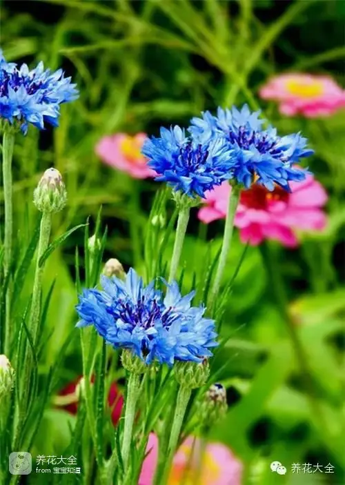 波斯菊种子的种植方法