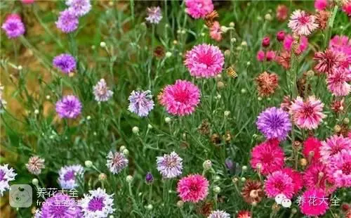 波斯菊种子的种植方法