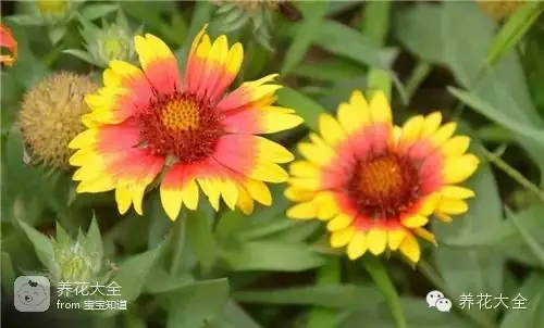 波斯菊种子的种植方法