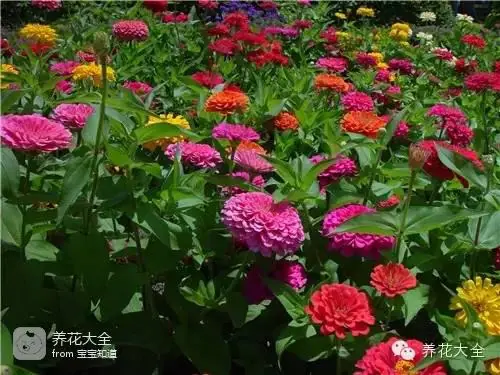 波斯菊种子的种植方法