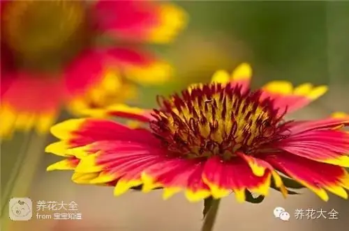 波斯菊种子的种植方法