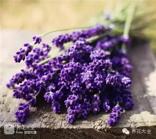 波斯菊种子的种植方法