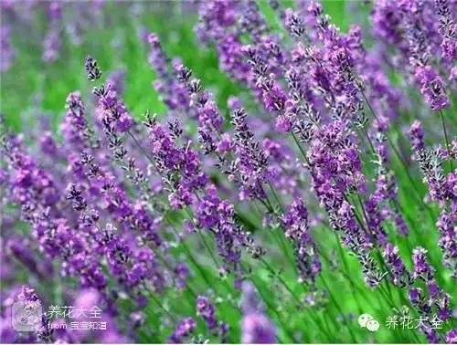 波斯菊种子的种植方法