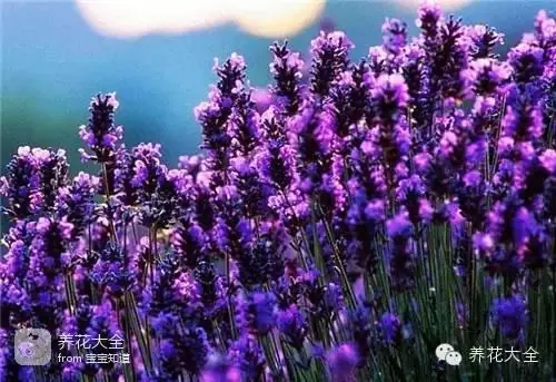 波斯菊种子的种植方法