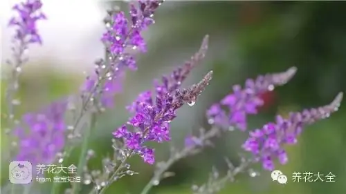 波斯菊种子的种植方法