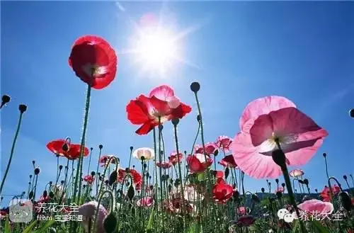 波斯菊种子的种植方法