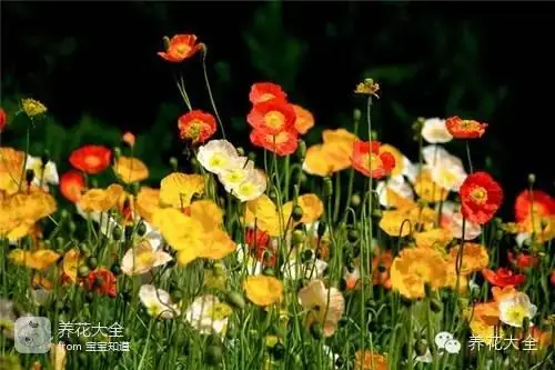 波斯菊种子的种植方法