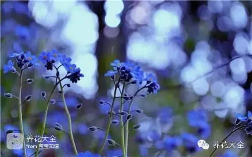 波斯菊种子的种植方法