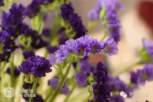 波斯菊种子的种植方法