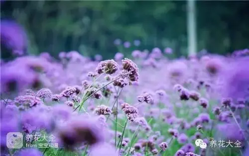 波斯菊种子的种植方法