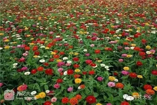 波斯菊种子的种植方法