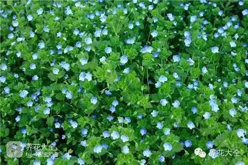 波斯菊种子的种植方法