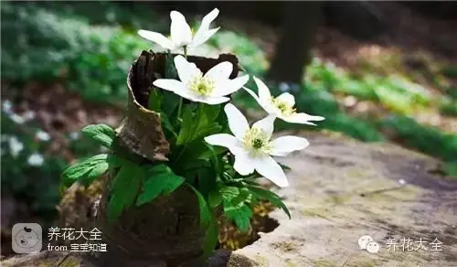 波斯菊种子的种植方法