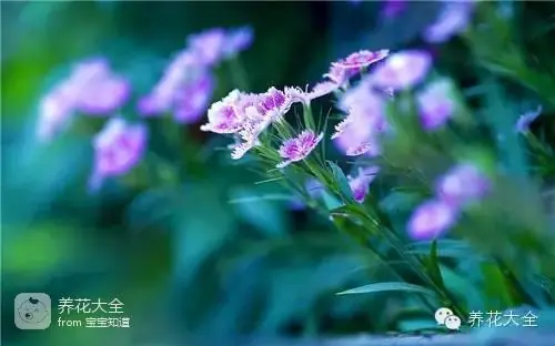 波斯菊种子的种植方法