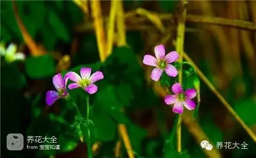 波斯菊种子的种植方法