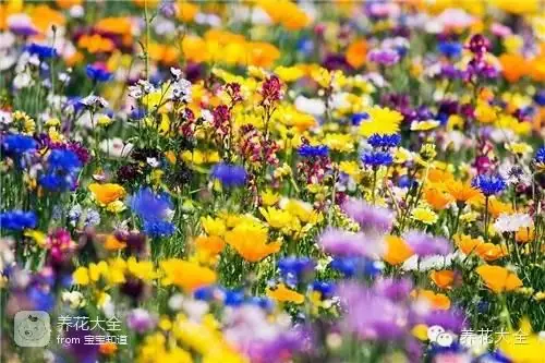 波斯菊种子的种植方法