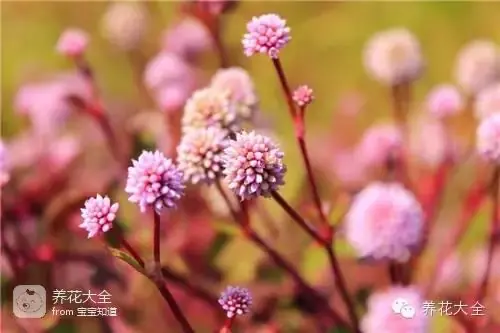 波斯菊种子的种植方法