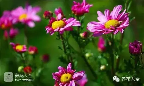 波斯菊种子的种植方法