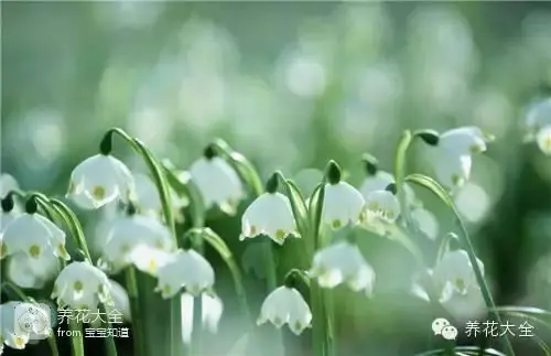 波斯菊种子的种植方法