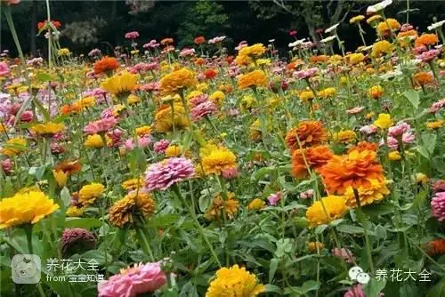 波斯菊种子的种植方法