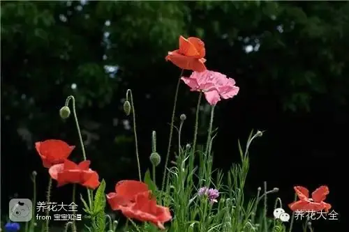 波斯菊种子的种植方法