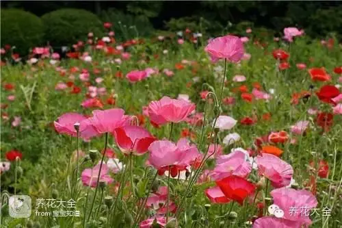 波斯菊种子的种植方法