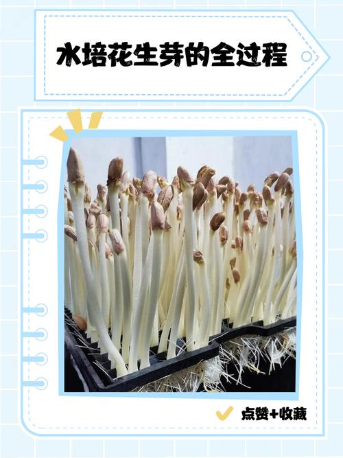 花生种植时间和方法