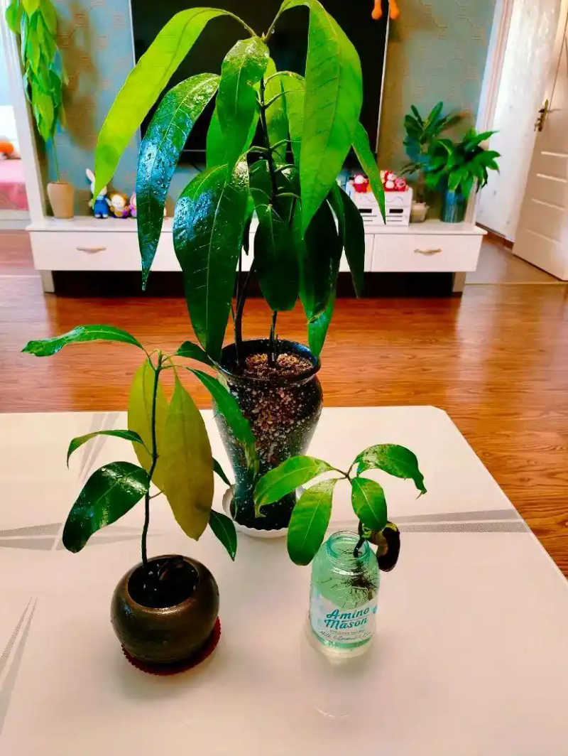 火龙果籽种植方法会长果吗